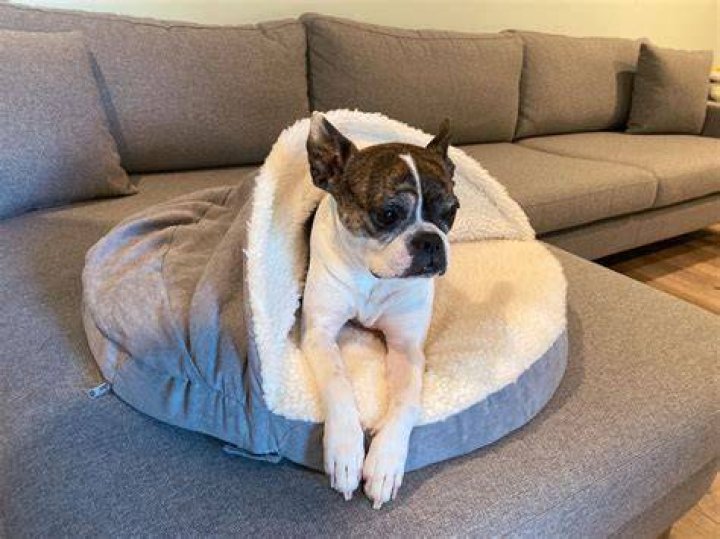 10 Best Calming Dog Beds in 2024 - Reviews & Top Picks