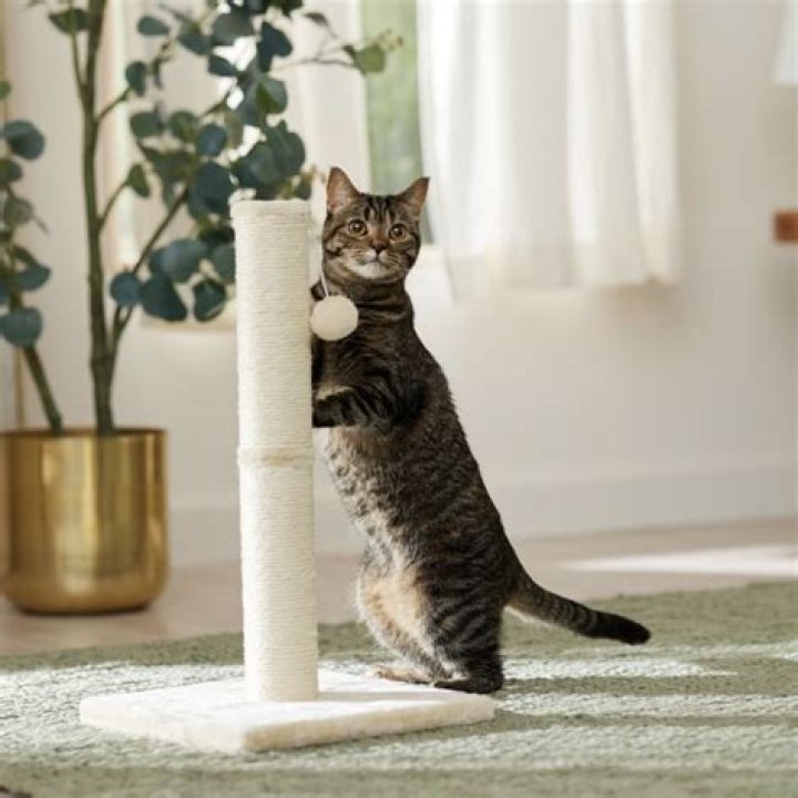 10 Best Scratching Posts for Kittens in 2024 - Reviews & Top Picks