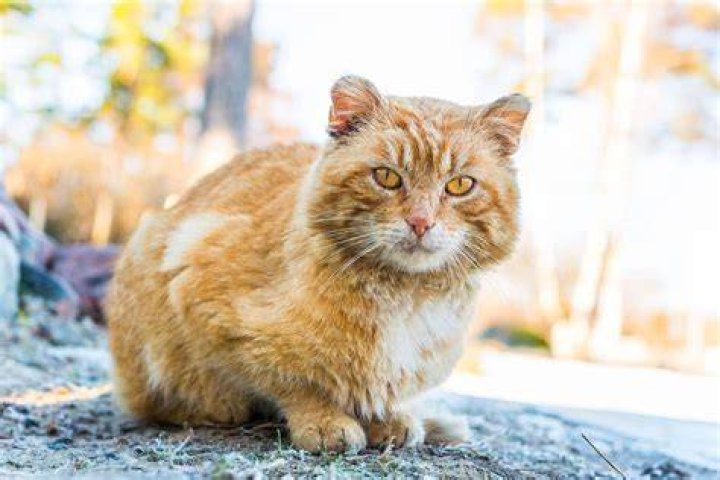 10 Natural & Safe Home Remedies to Keep Cats Away