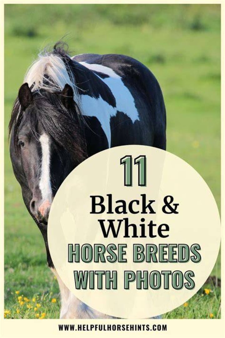 11 Common Black & White Horse Breeds (With Pictures)