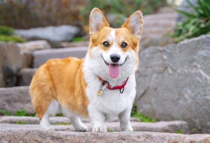 11Pembroke Welsh Corgi