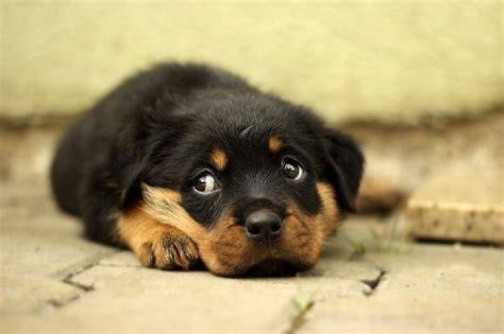 12Rottweiler