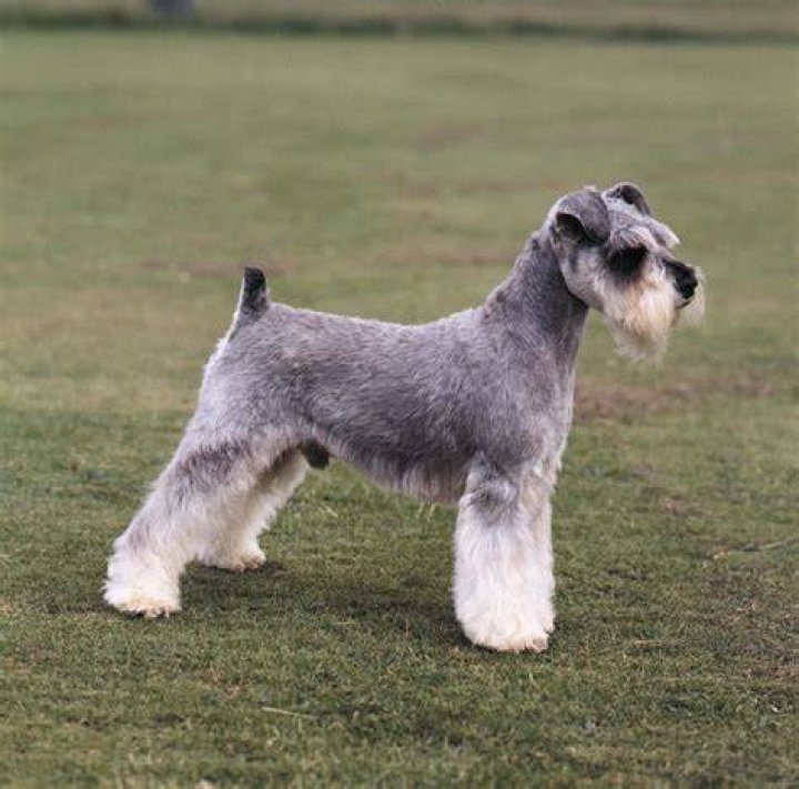 13Miniature Schnauzer