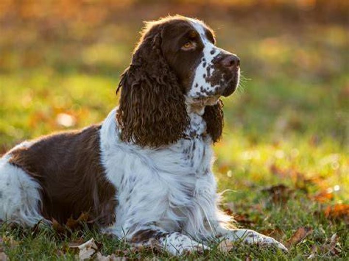 14Springer Spaniel