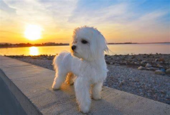22 Gorgeous Maltese Mixes (With Pictures)