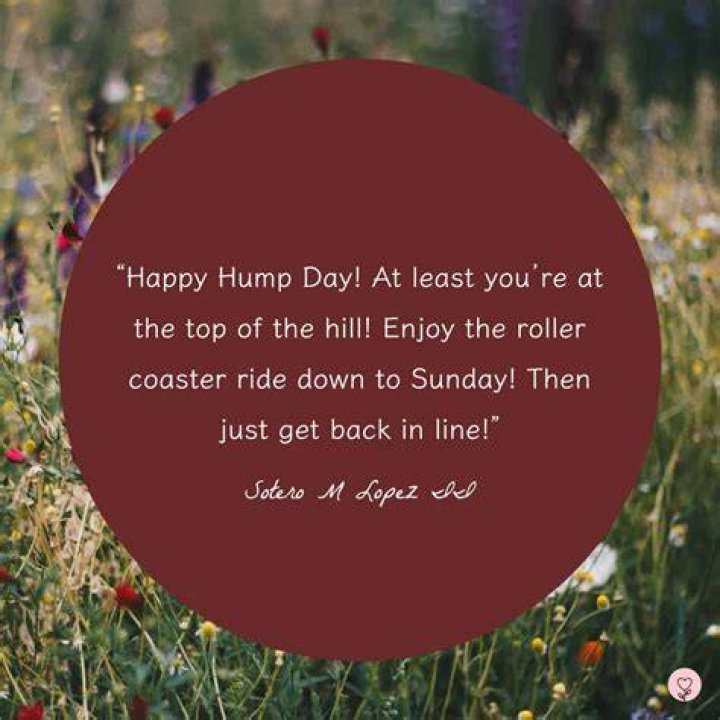 26 Top Happy Hump Day Meme Images and Pictures QuotesBae
