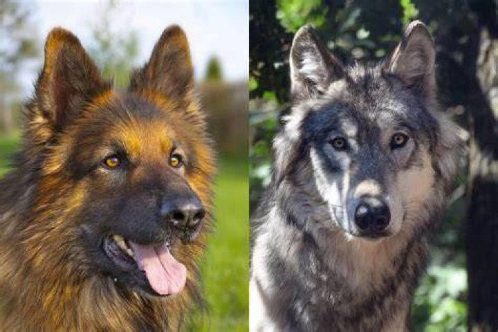 2german shepherd