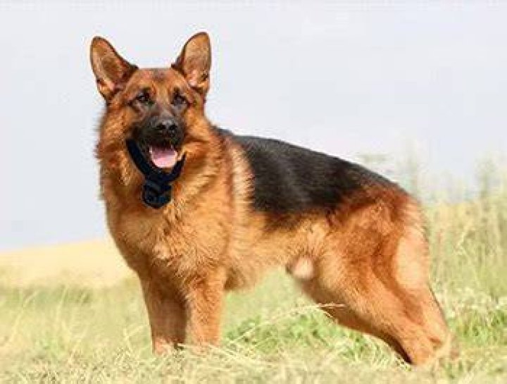 5 Best Pet Collar Cameras & Accessories in 2024 — Reviews & Top Picks