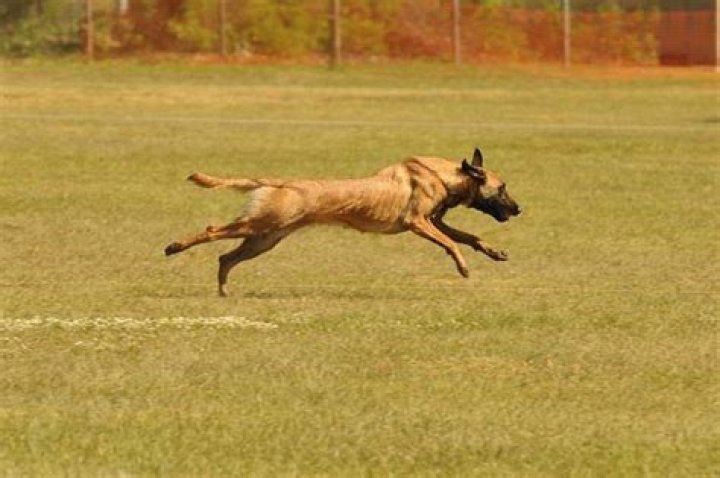 5malinois