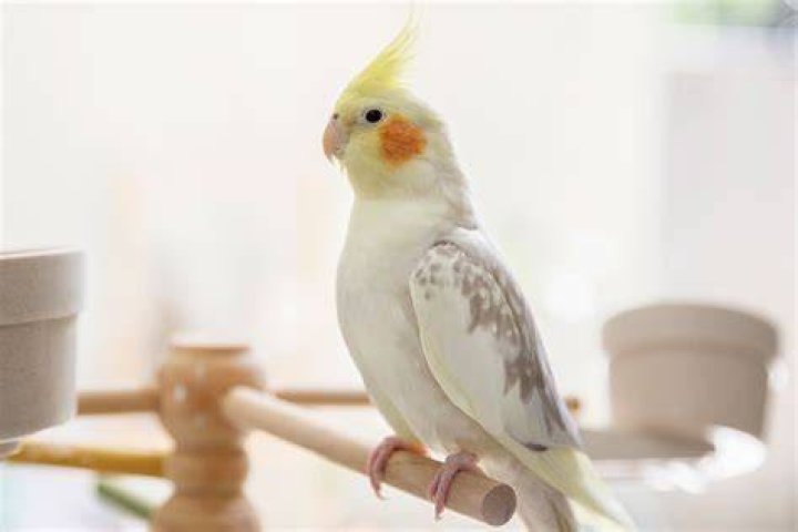 6 White Pet Birds (With Pictures)