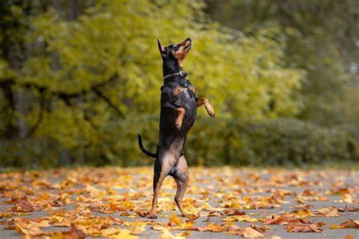 6Doberman Pinscher