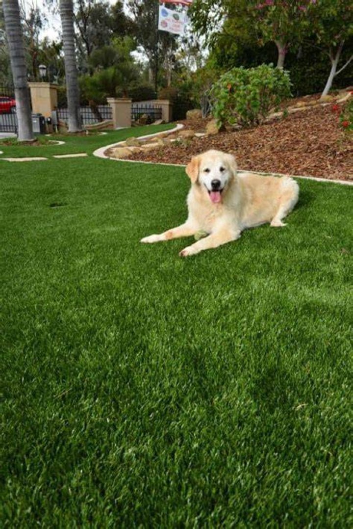 7 Best Artificial Grass for Dogs in 2024 - Reviews & Top Picks!