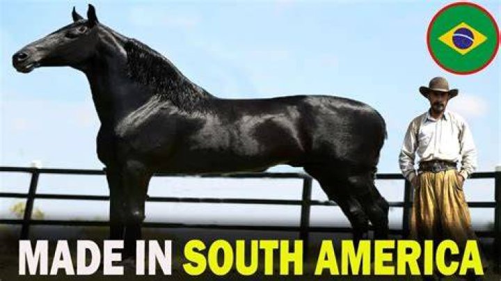 9 South American Horse Breeds (With Pictures)
