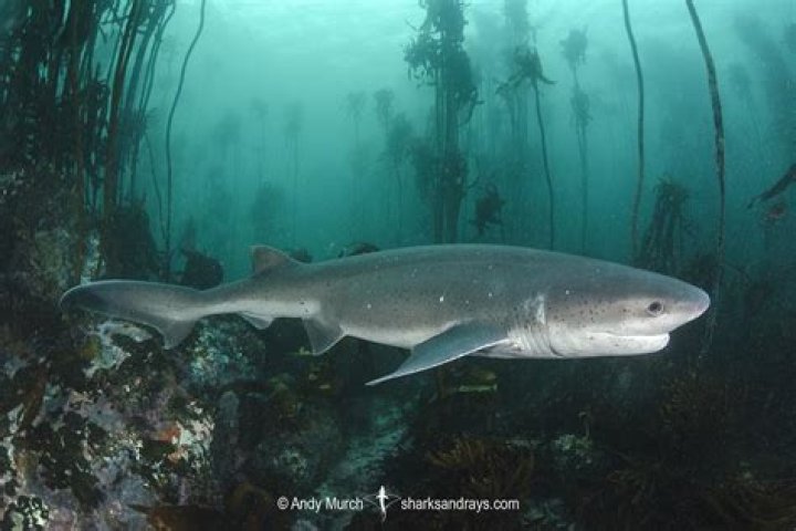 A broadnose sevengill shark.
