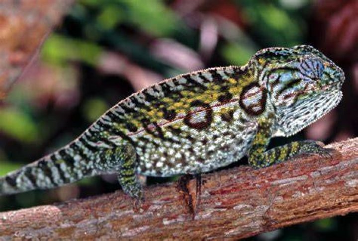 a carpet chameleon on a stem at the woods