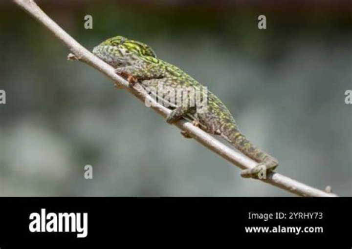 a carpet chameleon perched on a plant stem