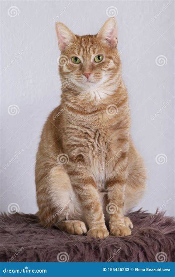 a domestic cat sitting on a sofa and looks at its owner