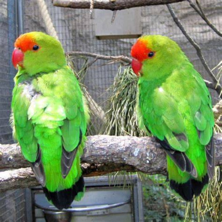 Abyssinian Lovebird