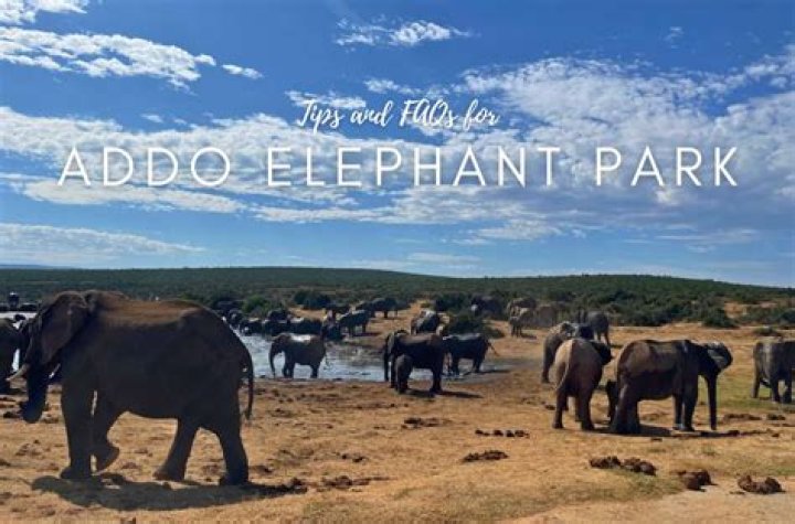 Addo Elephant National Park entrance fee, accommodation and activities