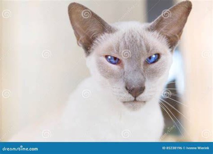 Adult Lilac point Siamese