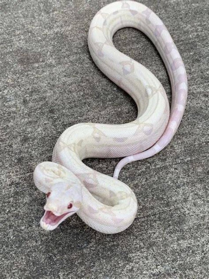 Albino Boa Constrictors for sale Snakes at Sunset