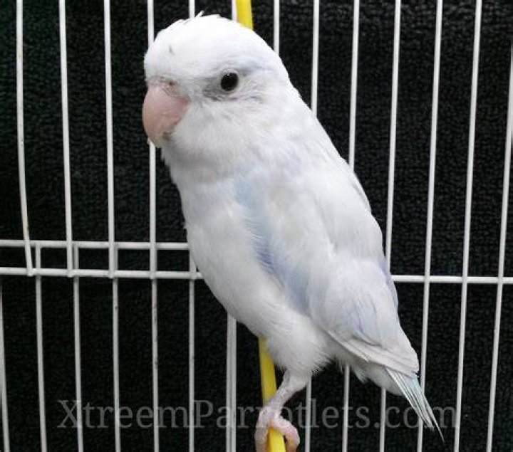 American White Parrotlet