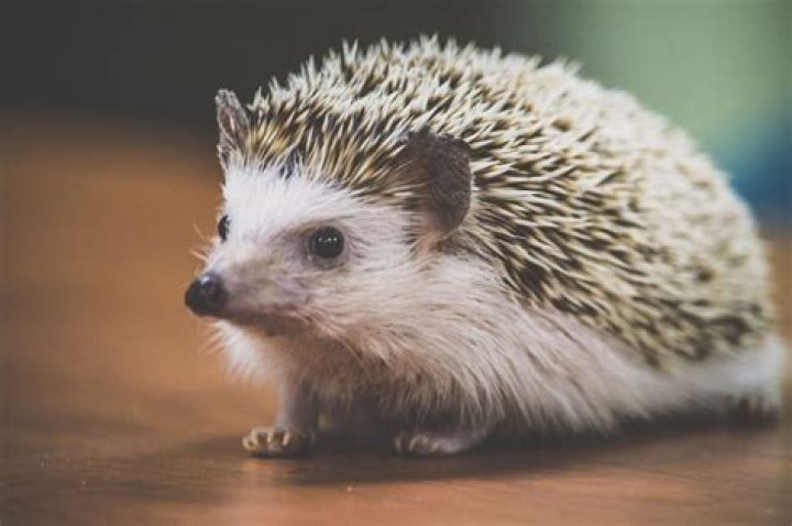 an african hedgehog in a wooden box with white sheet