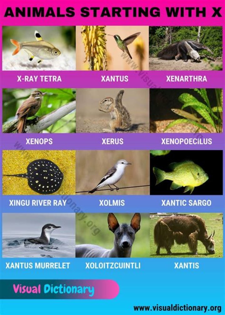 Animal that starts with the letter X Animal that starts with the letter X