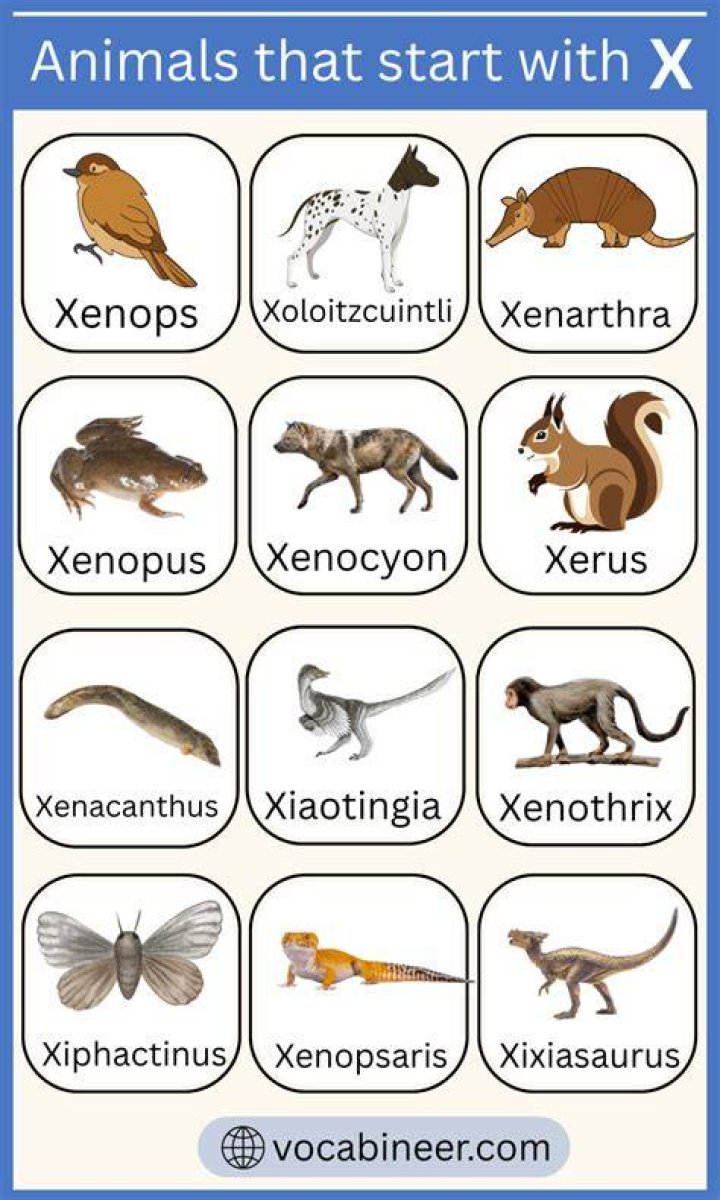 Animals that starts with x Animals that starts with x