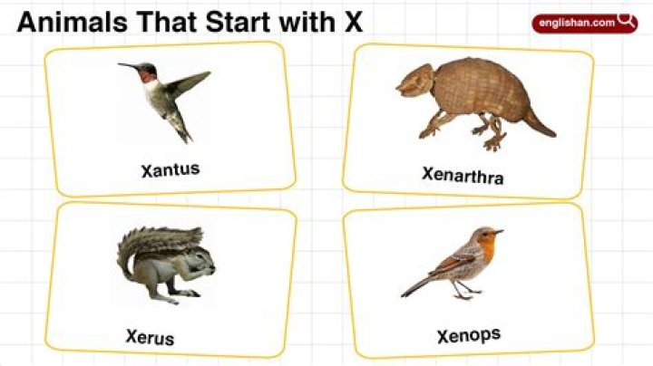 Animals with x Animals with x