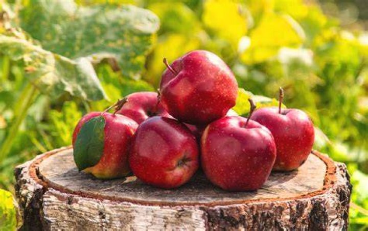 apples