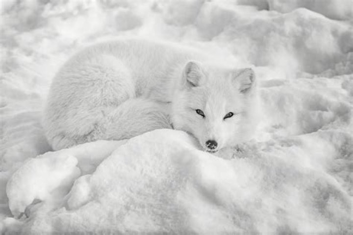artic fox in the snow