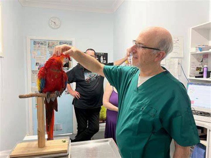 avian vet. examining lovebird
