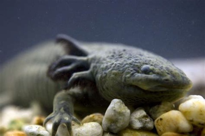 Axolotl found in lake after scientists feared it only survived in captivity