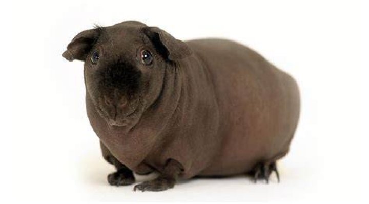 Baldwin Guinea Pig_Shutterstock_Dolgikh Dmitry