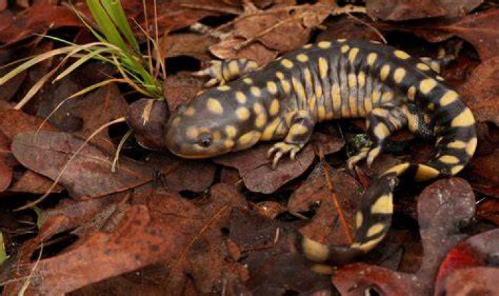 Barred Tiger Salamander