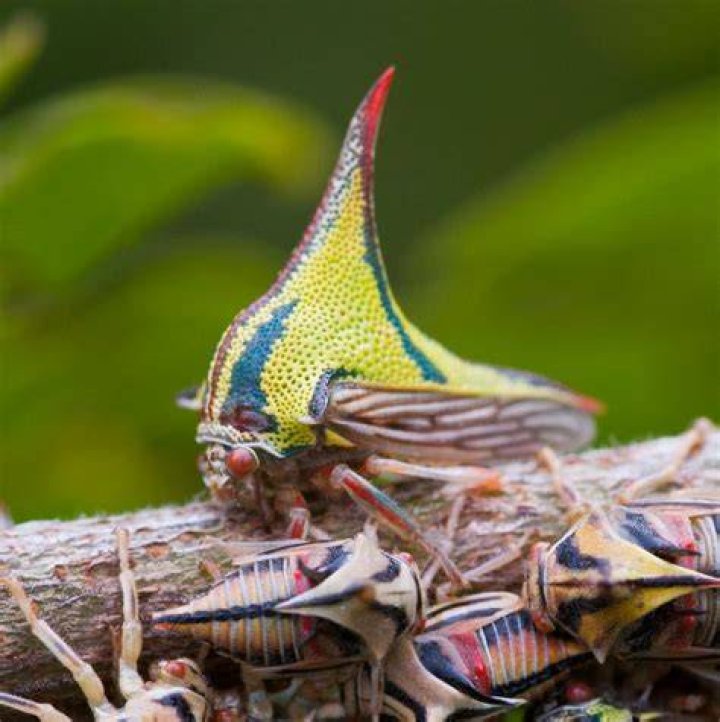 Beautiful bugs Beautiful bugs