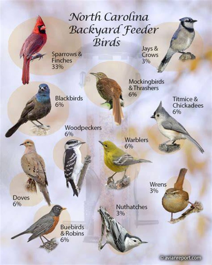 Bird Feeder Carolina Birds
