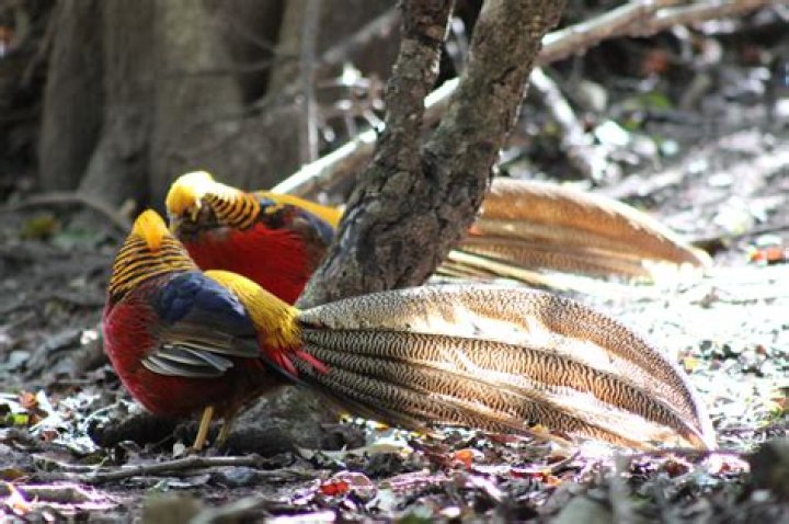 Birds of Eden latest fees, operating hours, restaurant, sanctuary, photos Birds of Eden latest fees, operating hours, restaurant, sanctuary, photos