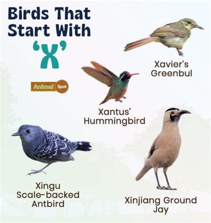 Birds that start with x Birds that start with x