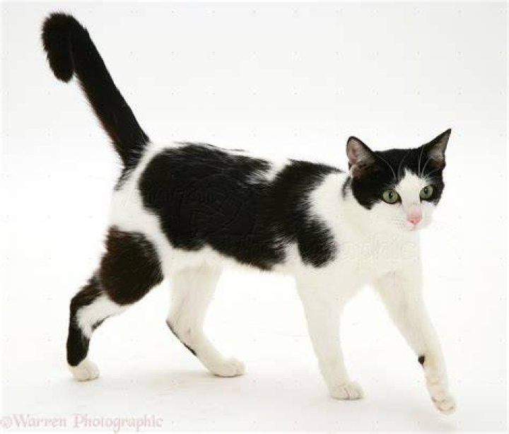 Black and white cat walking in deep snow