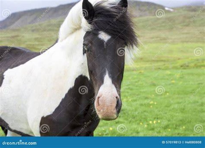 black and white icelandic horse