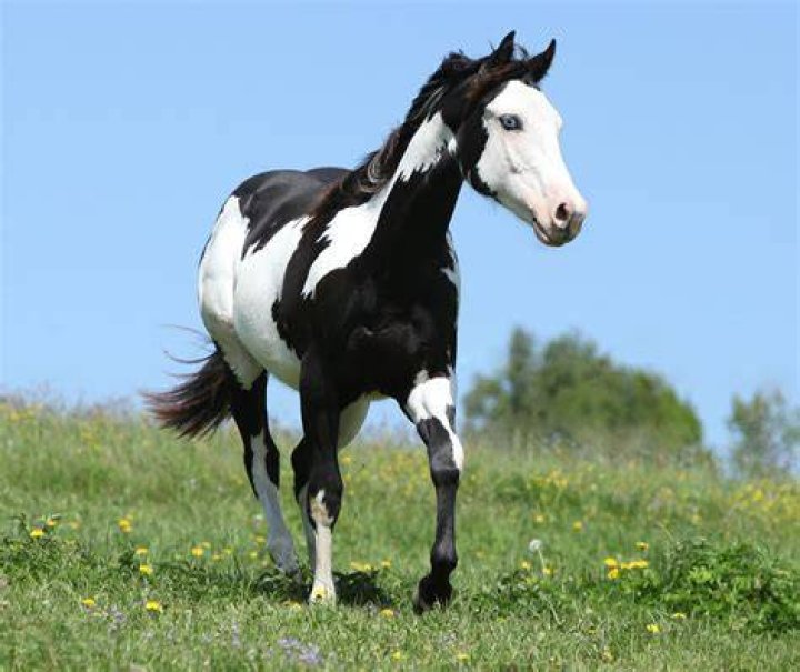 black and white Paint Horse
