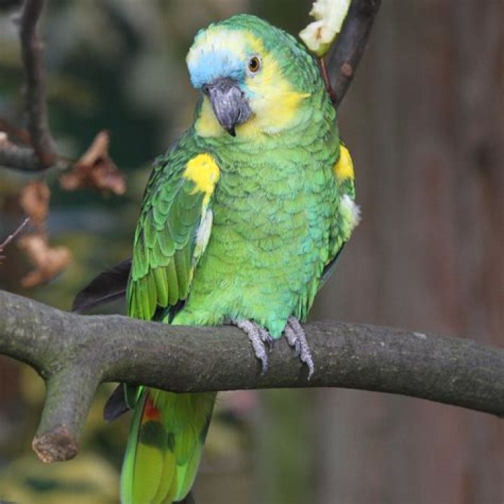 blue fronted amazon parrot