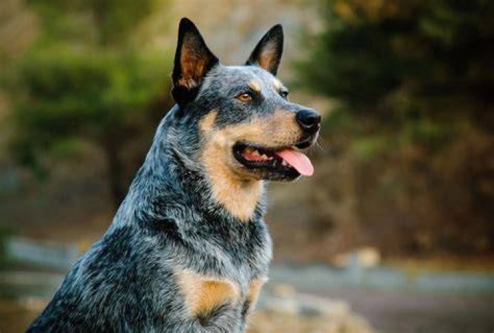 Blue Heelers