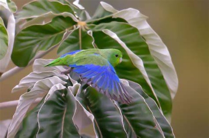 Blue-Winged Parrotlet: Personality, Food & Care Guide (with Pictures)
