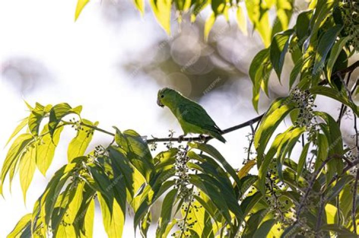 Blue-Winged Parrotlet Bird on tree branch
