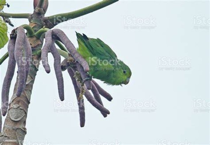 Blue-winged parrotlet on a tree branch