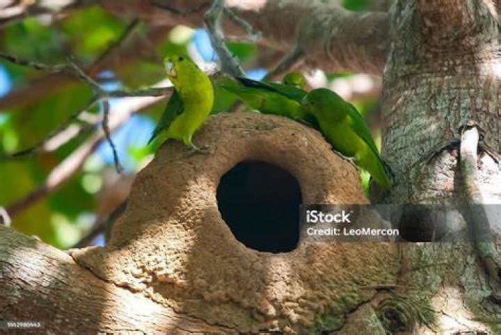 Blue-winged parrotlet sitting in the bird bath