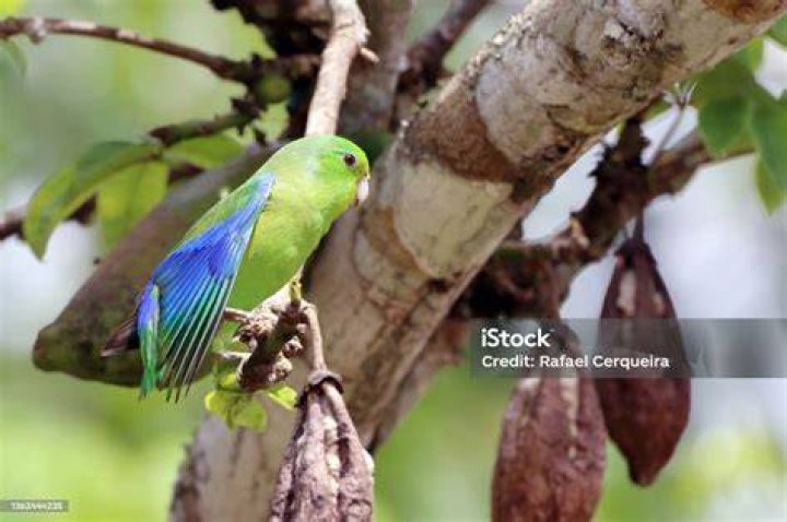 Blue-winged Parrotlet 